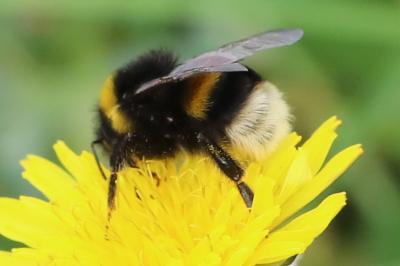 <i>Bombus terrestris/lucorum</i>