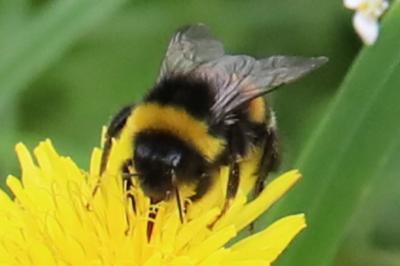 <i>Bombus terrestris/lucorum</i>