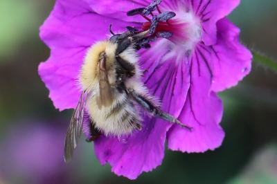 Bourdon des champs