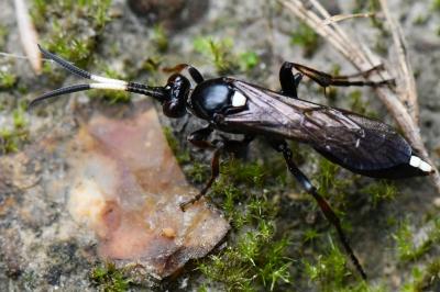 <i>Ichneumon inquinatus</i>