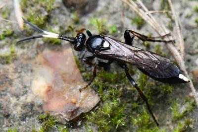 <i>Ichneumon inquinatus</i>