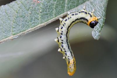 <i>Euura pavida</i>