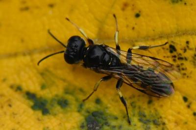 <i>Crossocerus quadrimaculatus</i>