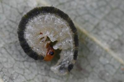 <i>Priophorus compressicornis</i>