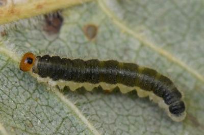 <i>Priophorus compressicornis</i>