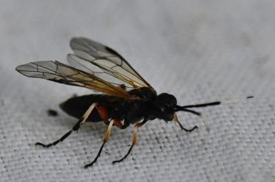 <i>Apethymus serotinus</i>