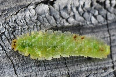 <i>Platycampus luridiventris</i>