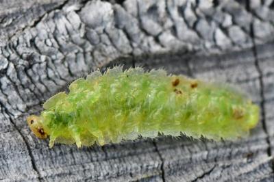 <i>Platycampus luridiventris</i>