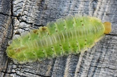 <i>Platycampus luridiventris</i>