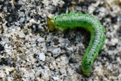 <i>Nematus alniastri</i>