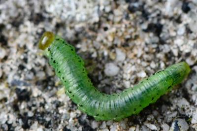 <i>Nematus alniastri</i>