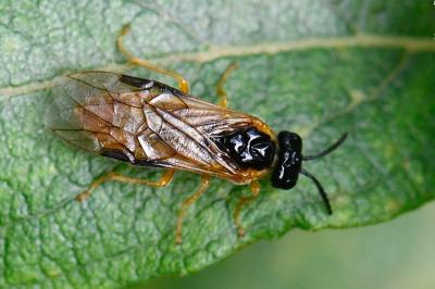 <i>Selandria serva</i>