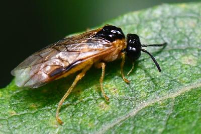 <i>Selandria serva</i>