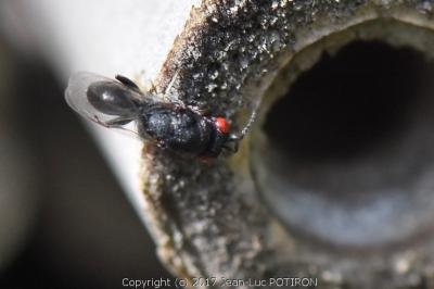 <i>Eurytoma</i>