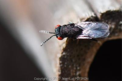 <i>Eurytoma</i>