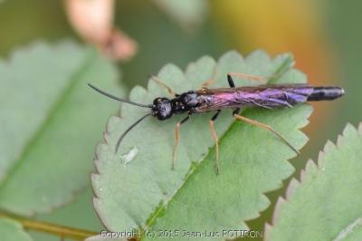 <i>Phylloecus niger</i>