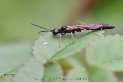 <i>Phylloecus niger</i>