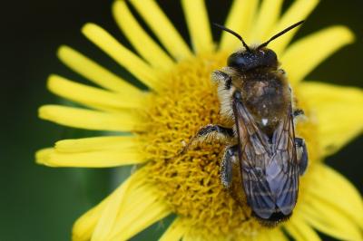 <i>Lithurgus cornutus</i>