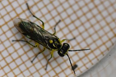 <i>Cytisogaster genistae</i>