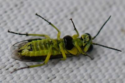 <i>Cytisogaster genistae</i>