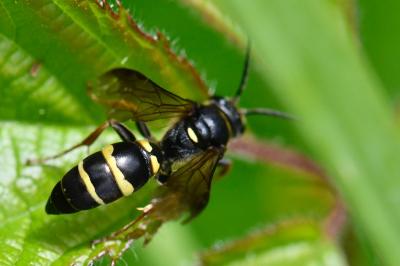 <i>Argogorytes mystaceus</i>