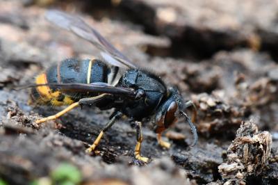 Frelon à pattes jaunes