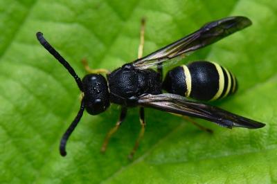 <i>Ancistrocerus scoticus</i>