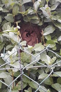 Frelon à pattes jaunes