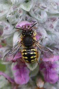 Anthidie à manchettes
