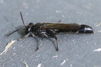 <i>Trypoxylon</i>
