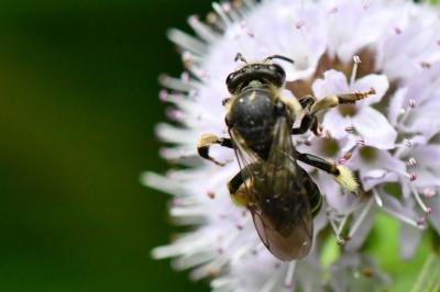 <i>Macropis europaea</i>