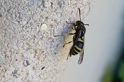 <i>Ancistrocerus</i>