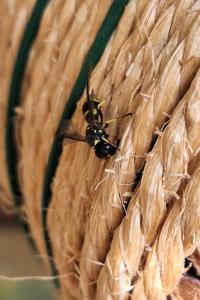 <i>Ancistrocerus</i>