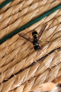 <i>Ancistrocerus</i>
