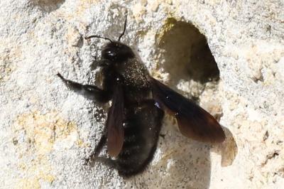 Xylocope violette