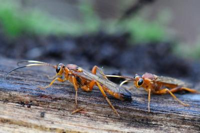 Lymantrichneumon disparis