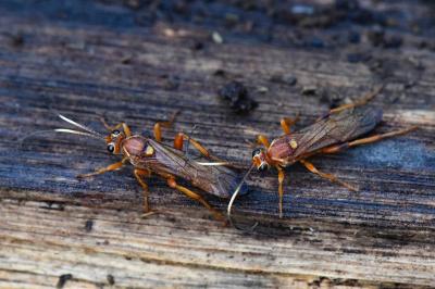 <i>Lymantrichneumon disparis</i>