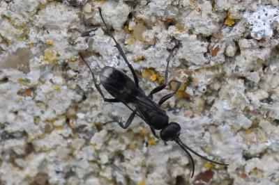 <i>Priocnemis propinqua</i>