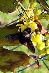 Xylocope violette