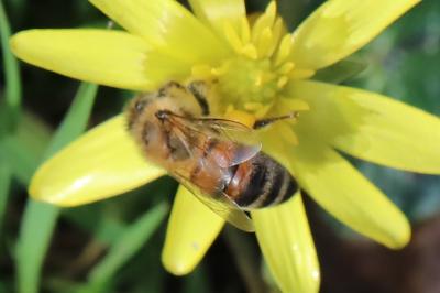 Abeille domestique