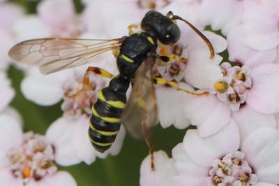 Cerceris à cinq bandes