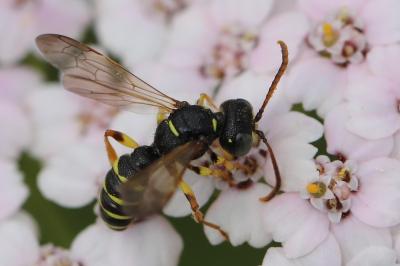 Cerceris quinquefasciata