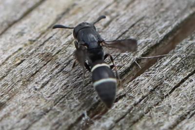 <i>Microdynerus</i>