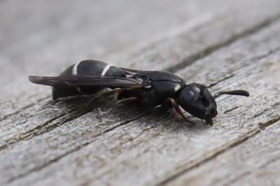 <i>Microdynerus</i>