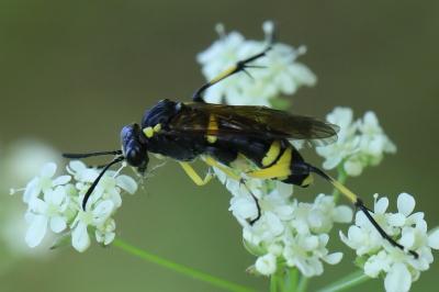 Mouche-à-scie à trois bandes jaunes