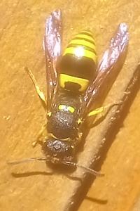 <i>Ancistrocerus</i>