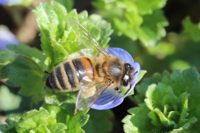 Apis mellifera