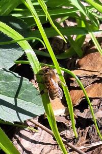Abeille domestique
