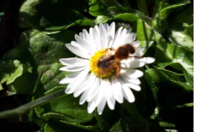 <i>Andrena</i>
