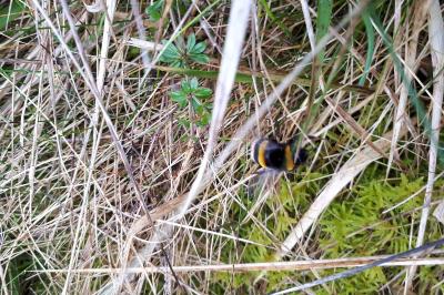 <i>Bombus terrestris/lucorum</i>